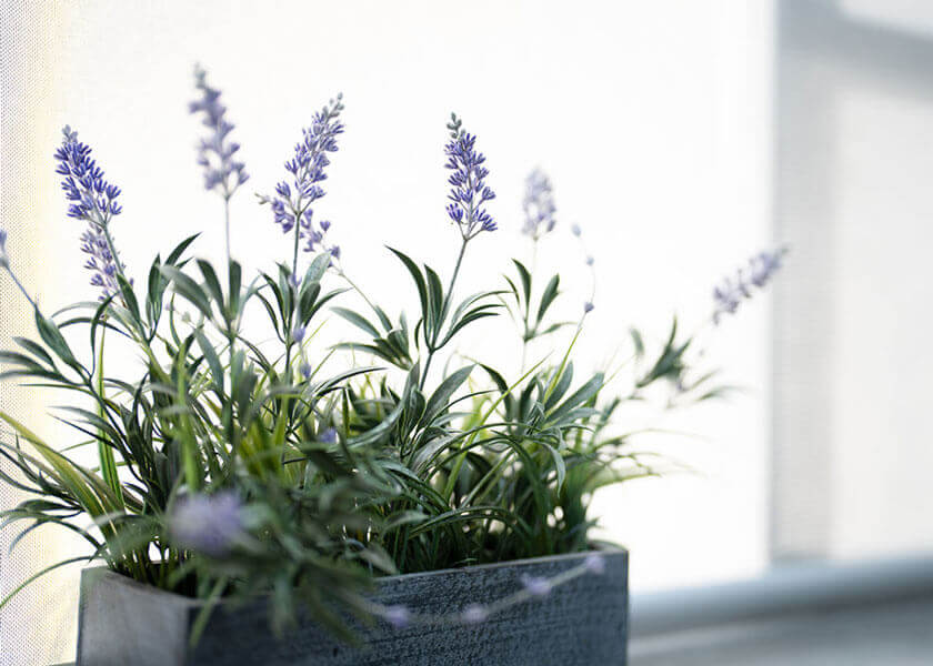 A potted plant a Grevillea House